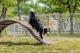 [圖2] 岡山公園寵物活動區提供寬闊奔跑空間與狗狗專屬遊具。