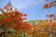 圖7、綠蔭草坡旁綻放的初夏紅豔.jpg