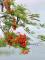 圖2、火紅花序在綠蔭間格外耀眼.jpg