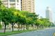 圖5、民權一路台灣欒樹整排綻放，金黃色花序妝點道路街景。.jpg