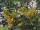 1120817-六龜新開公園開花-2_0_0
