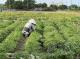 葉菜搶收注意安全