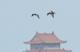 稀有冬候鳥白額雁蒞臨茄萣濕地，令人為之驚「雁」(圖／王俊仁)2_0