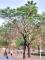 113年3月9日勞工公園楝樹樹型優美 是型塑良好景觀常用的行道樹_0.jpg
