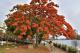 [圖六] 奼紫嫣紅行道樹花毫不吝惜地裝飾街頭巷尾。_0