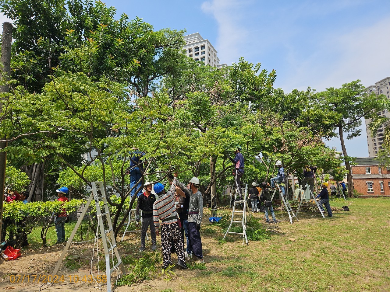 樹木「化妝師」 修剪技術人員高合格率