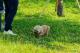 [圖2] 市府持續推動友善動物政策，今年已陸續設立多處寵物活動區。