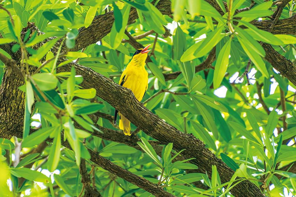 Kaohsiung Green Park: A Feast of Grasslands, Lakes & Birds